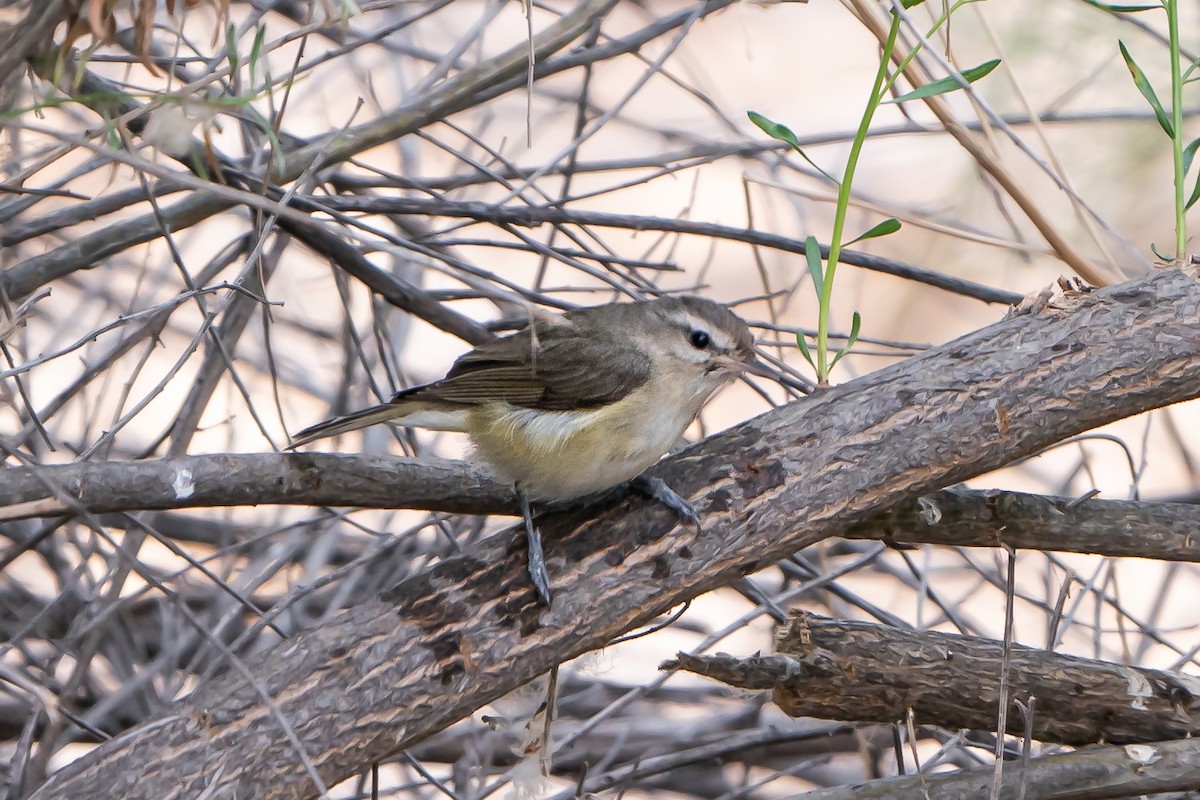 Warbling Vireo - Shawn Cooper