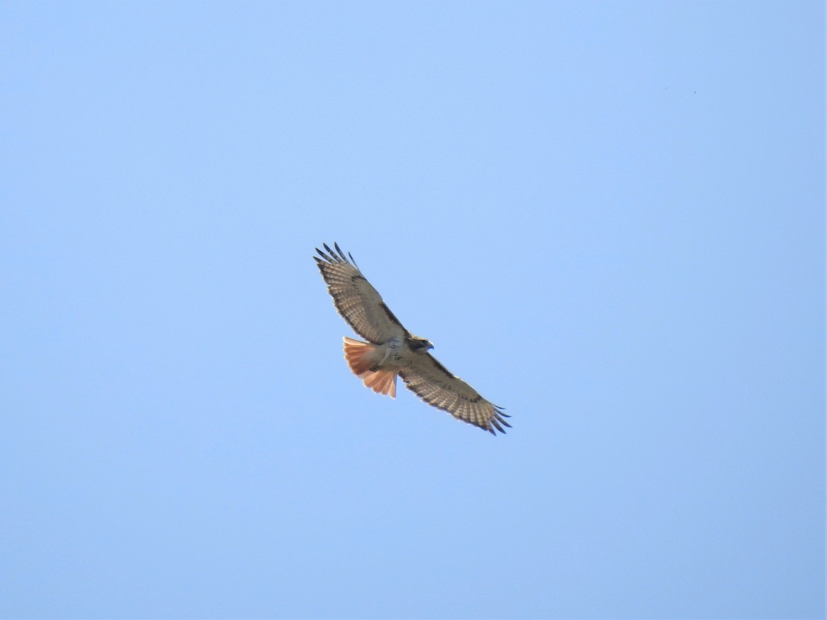 Red-tailed Hawk - ML323607231