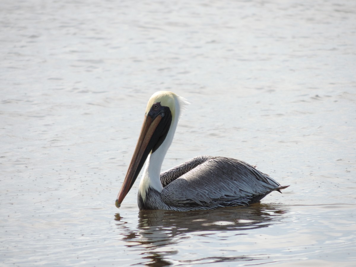 Brown Pelican - ML323607881