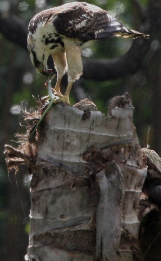 Gray-lined Hawk - James Timmons