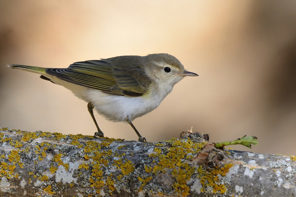Western Bonelli's Warbler - Carlos Alberto Ramírez