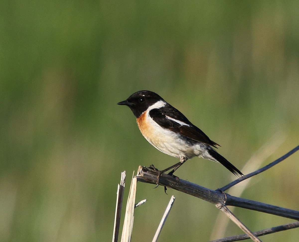 Amur Stonechat - ML32360901