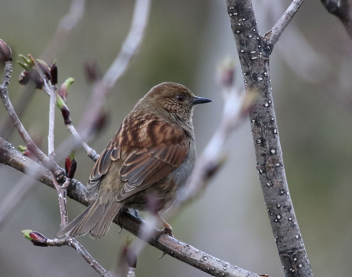 Japanese Accentor - Myles McNally