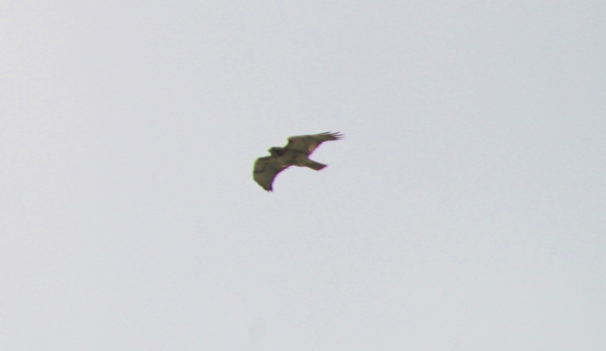 Red-tailed Hawk - ML323612601