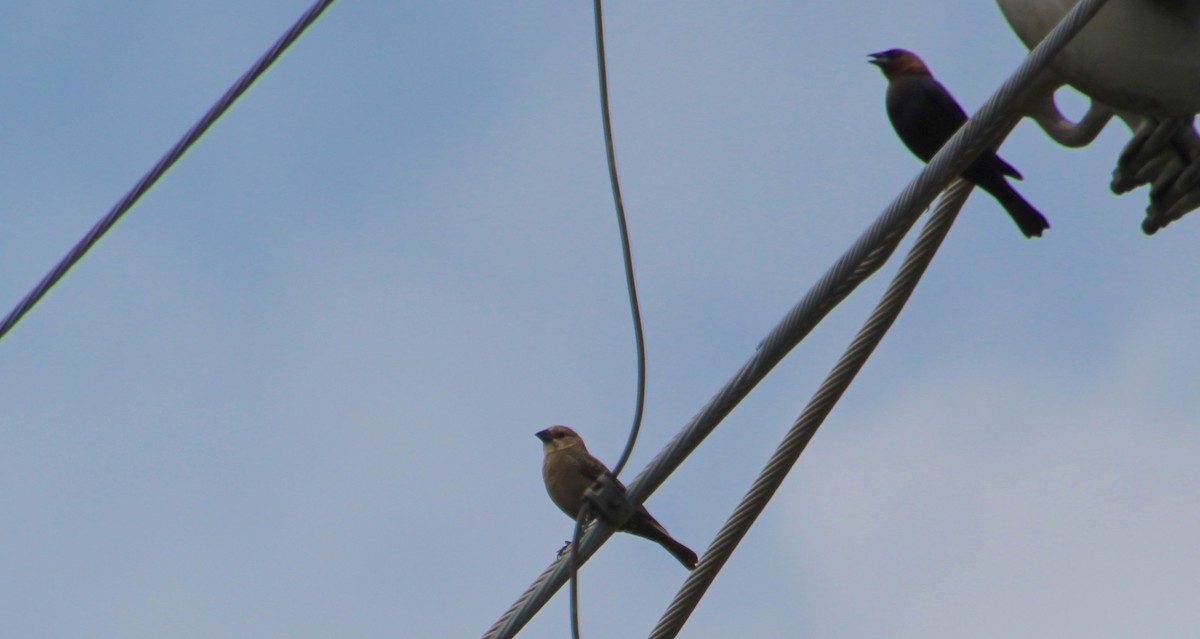 Brown-headed Cowbird - ML323612691