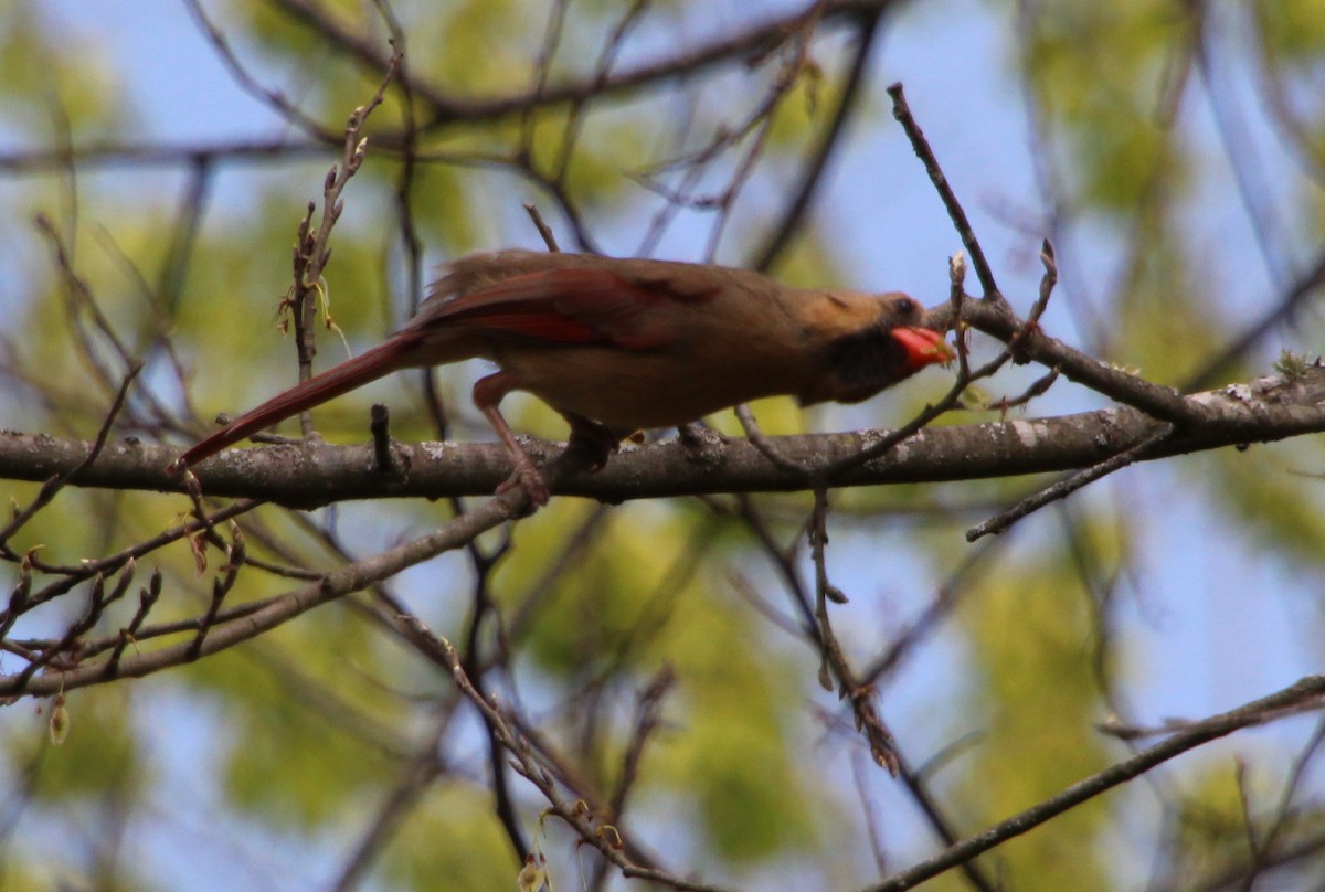 Northern Cardinal - ML323612741