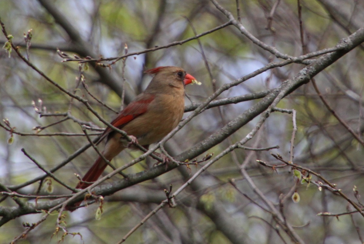 Northern Cardinal - ML323612761