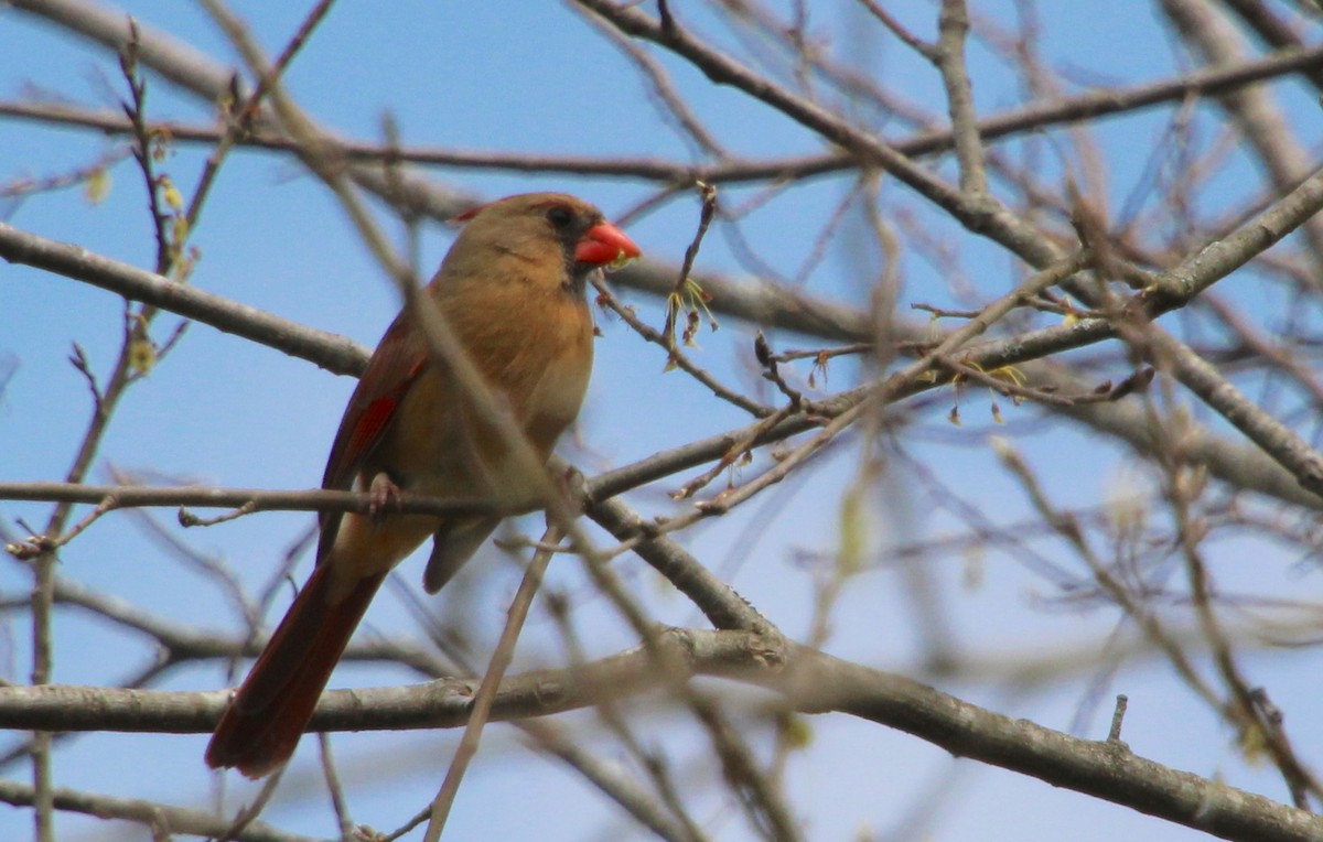 Northern Cardinal - ML323612801