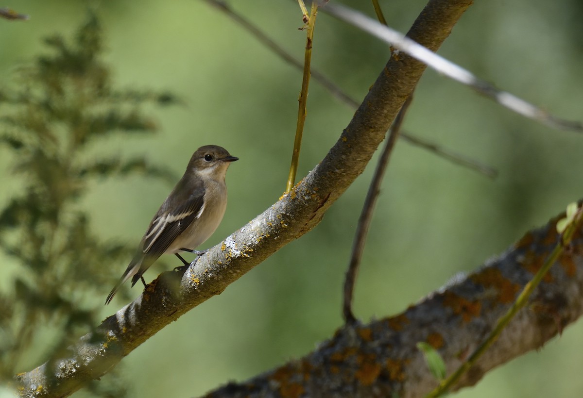 European Pied Flycatcher - ML32361371