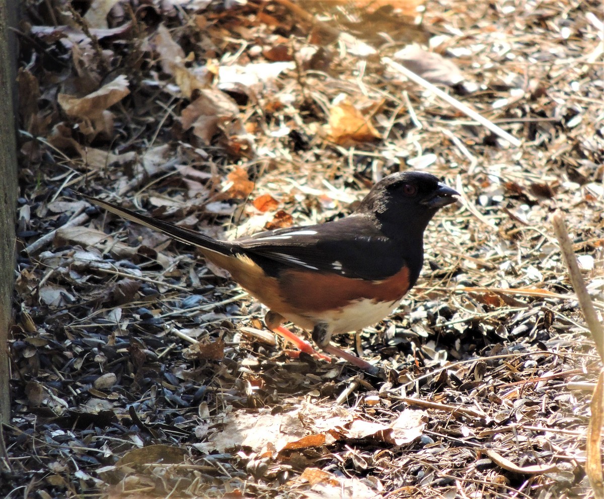 Eastern Towhee - ML323618741