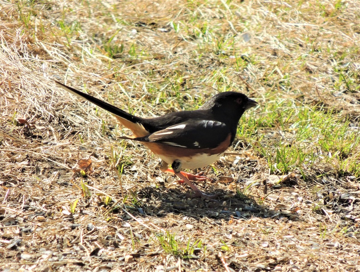 ワキアカトウヒチョウ - ML323618821