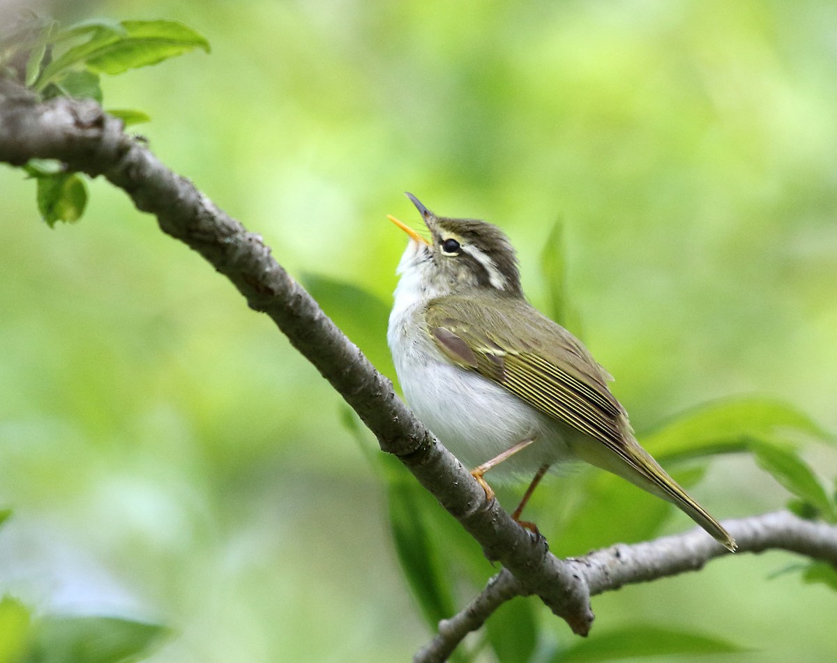 Eastern Crowned Warbler - ML32362071