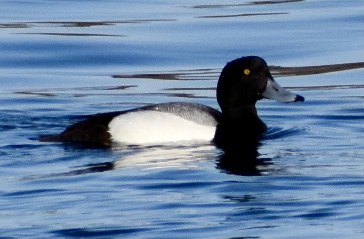 Greater Scaup - John/Linda Mendoza