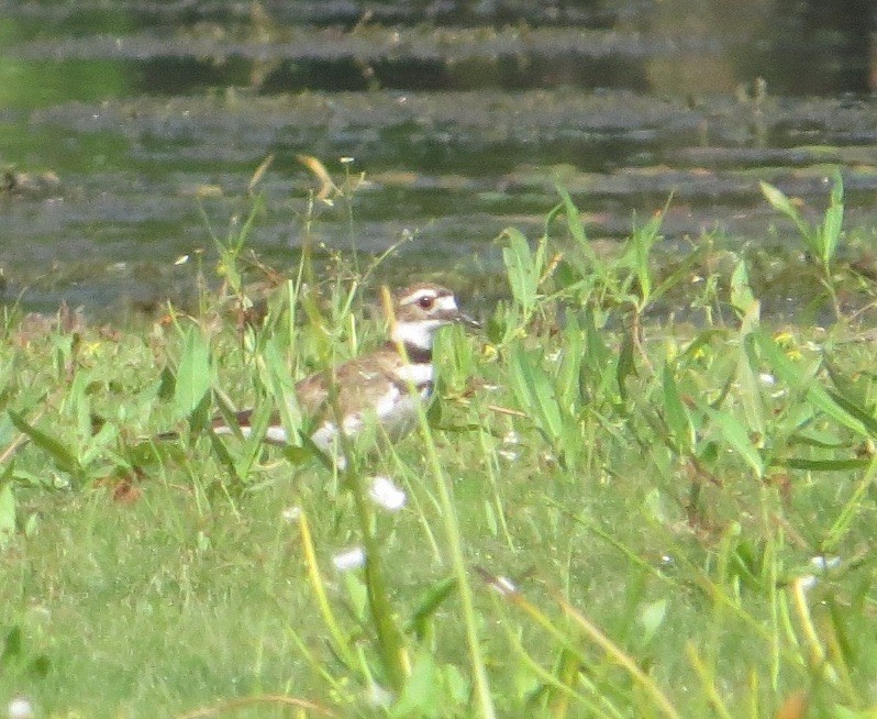 Killdeer - ML32362231