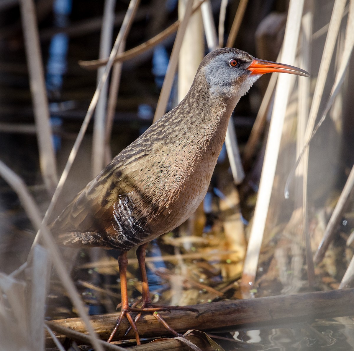 Virginia Rail - ML323623061