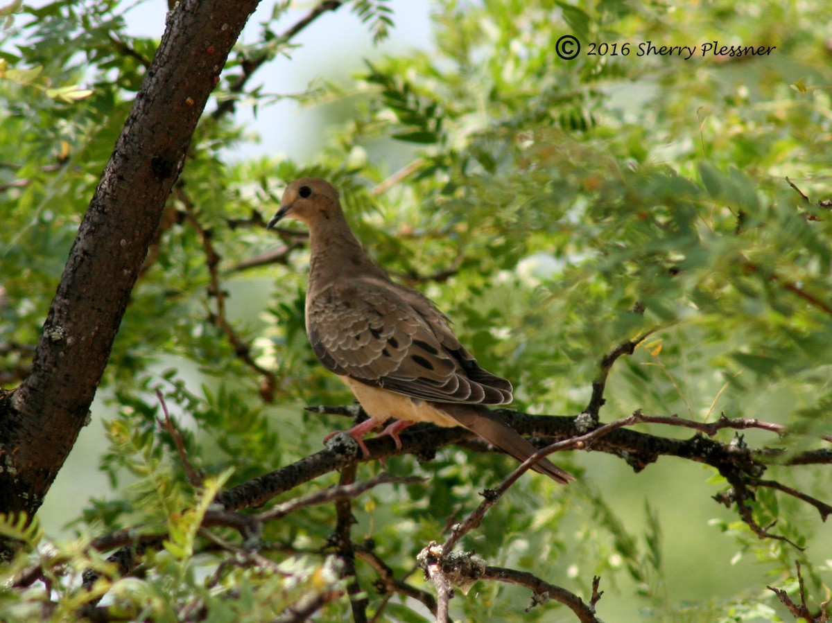 Mourning Dove - ML32362381