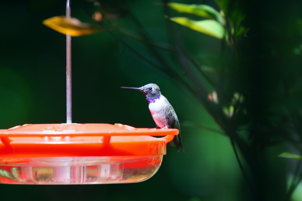 Black-chinned Hummingbird - Dalcio Dacol