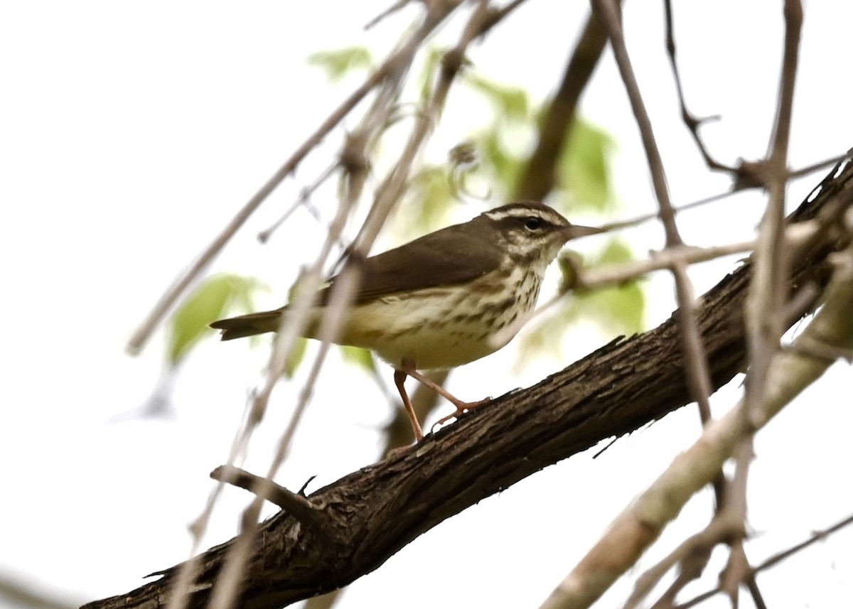 Louisiana Waterthrush - ML323625631