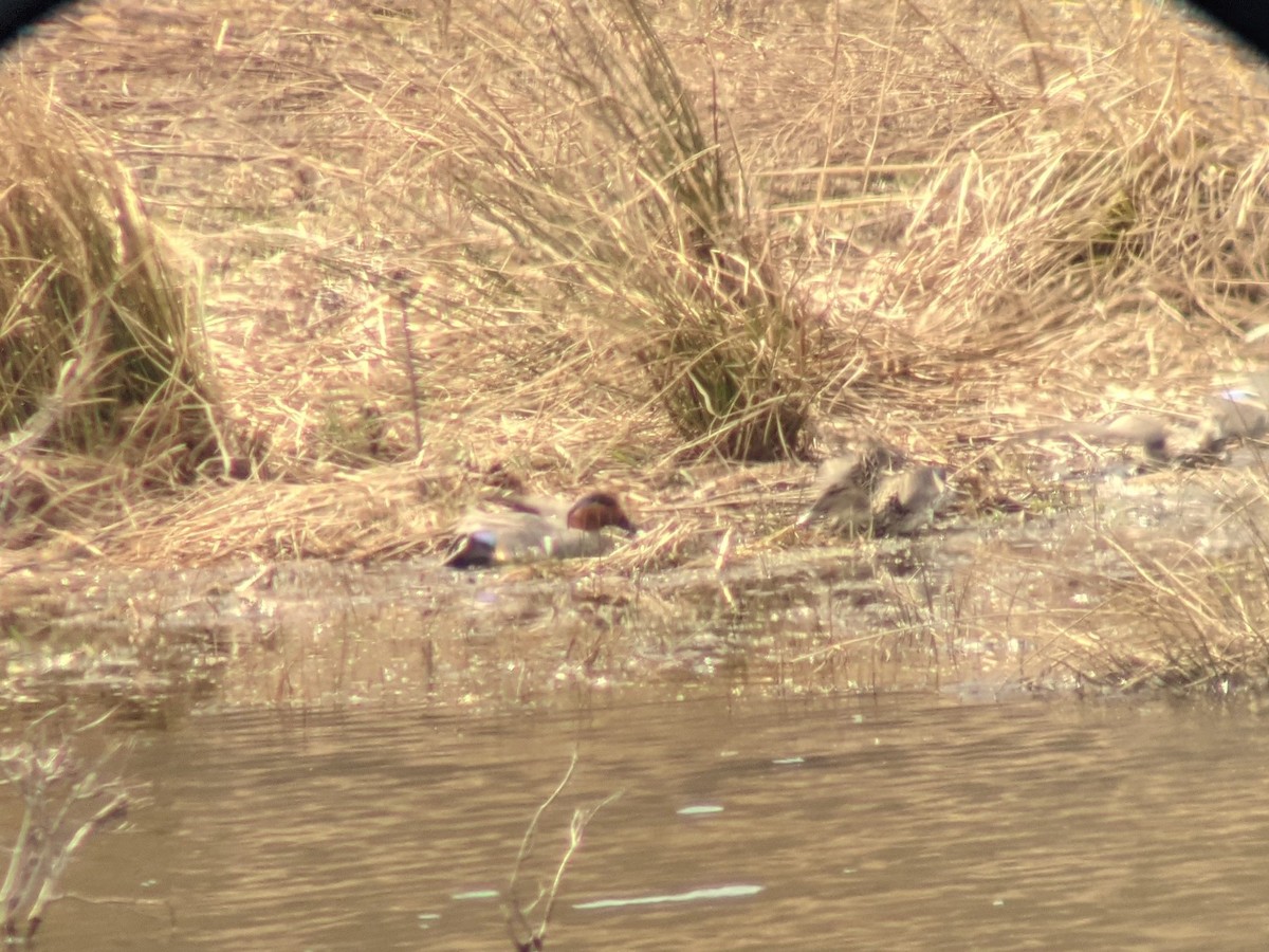 Green-winged Teal - ML323625841