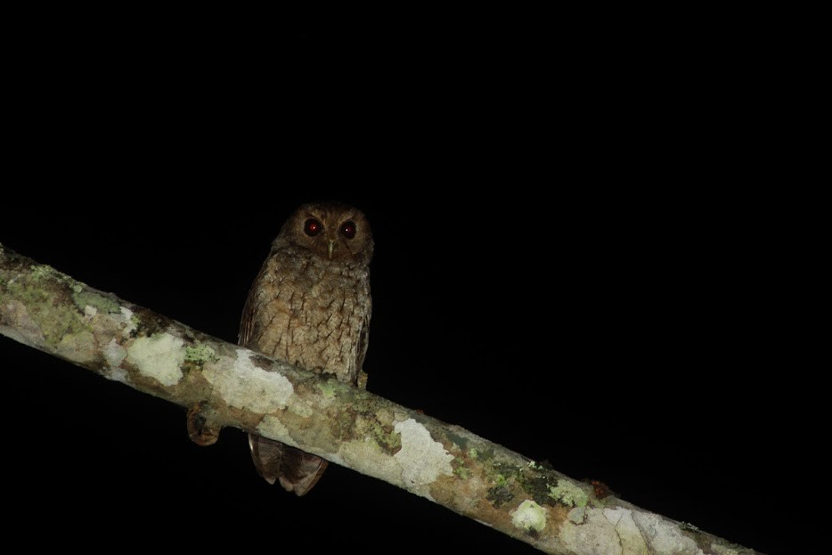 Rufescent Screech-Owl - ML32362941