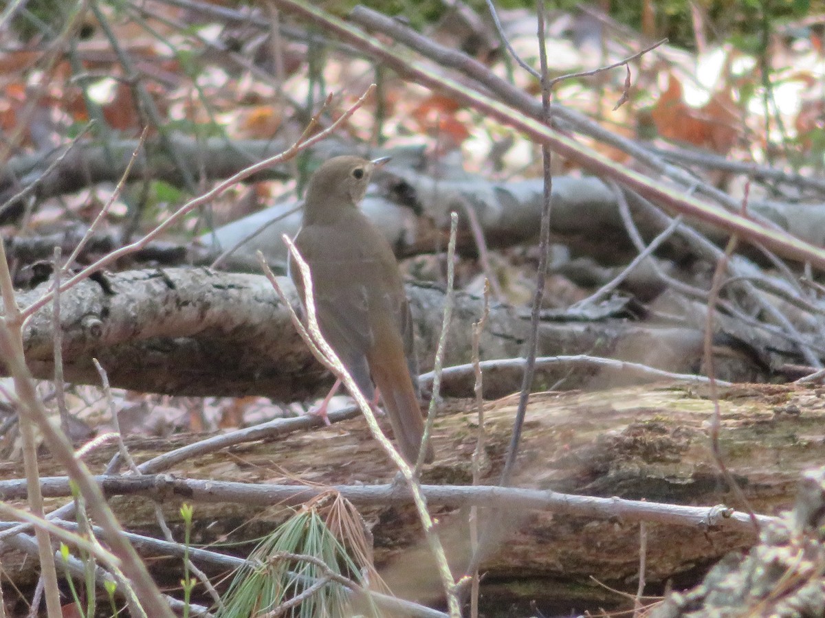 Hermit Thrush - ML323629791