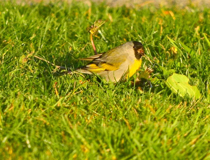 Lawrence's Goldfinch - ML323633111
