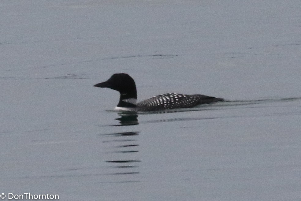 Pacific Loon - margeNdon thornton