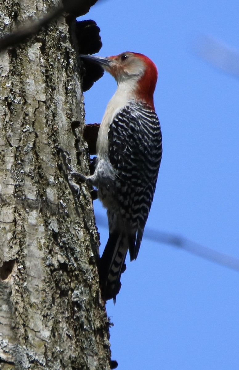 Carolinaspecht - ML323636521