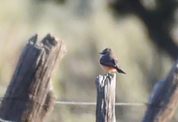 Vermilion Flycatcher - ML323637591