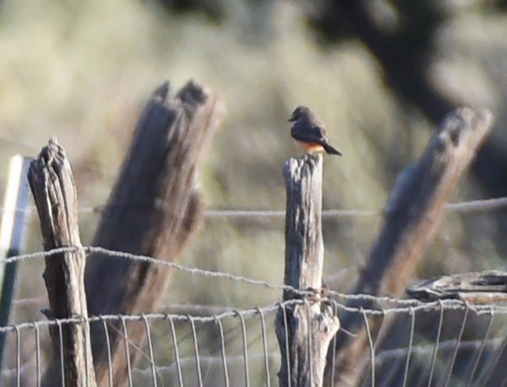 Vermilion Flycatcher - ML323637601