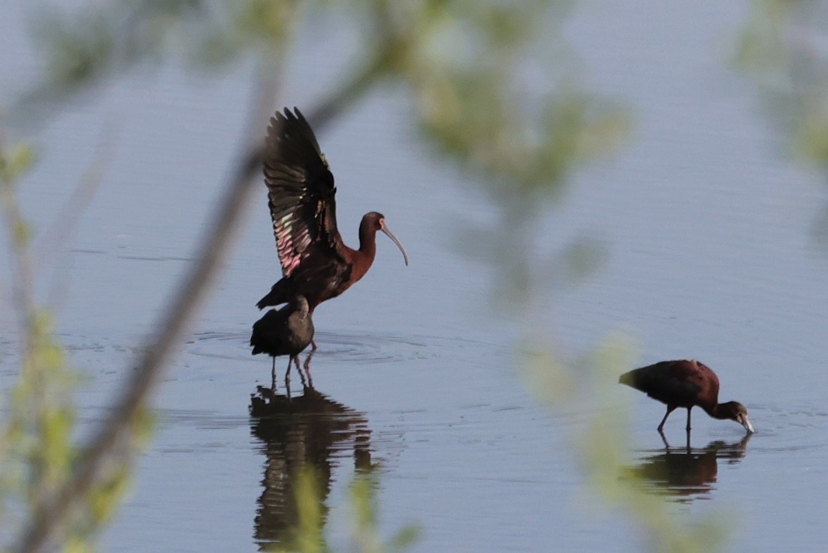 White-faced Ibis - ML323637611