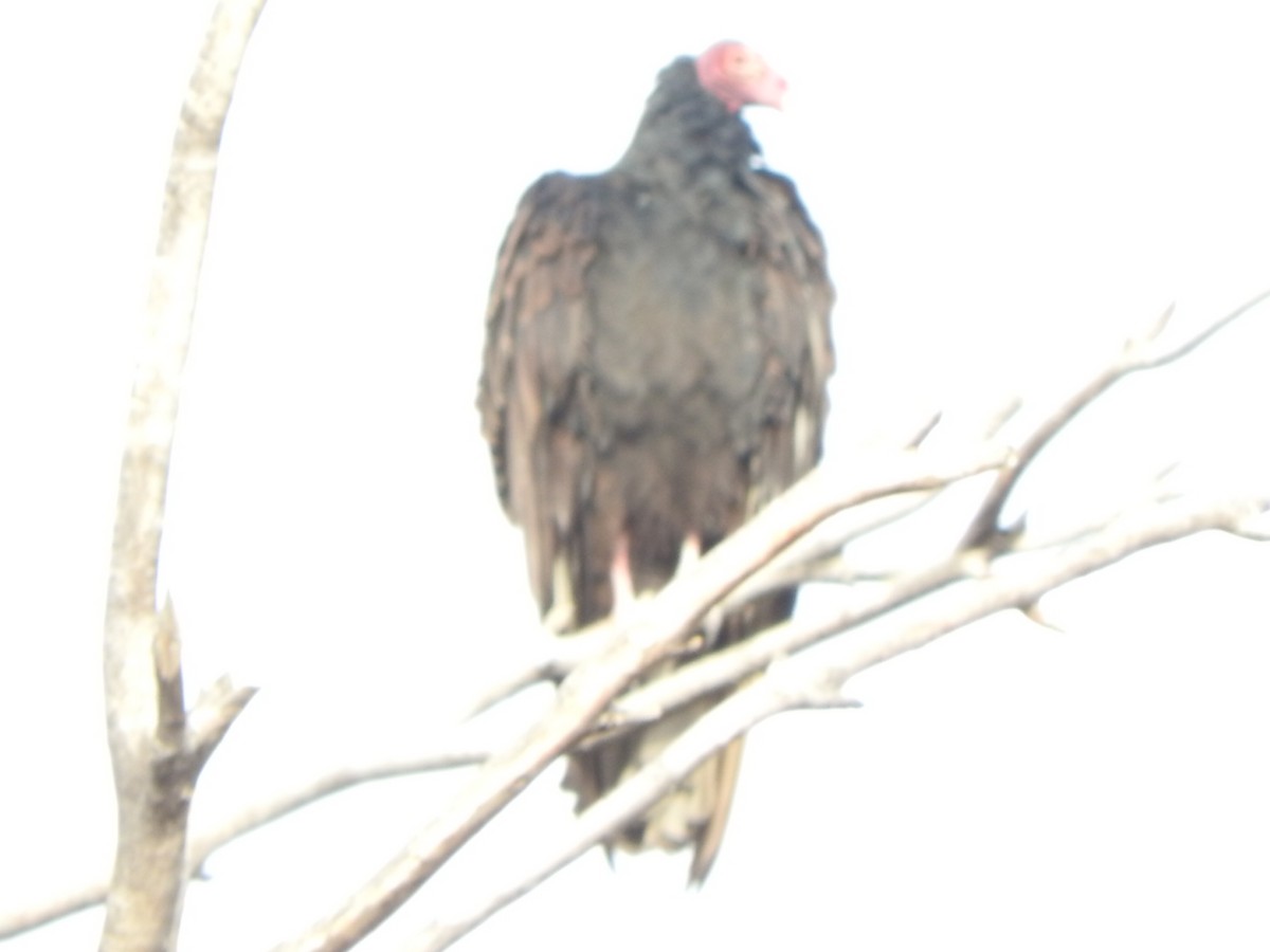 Turkey Vulture - ML323638071