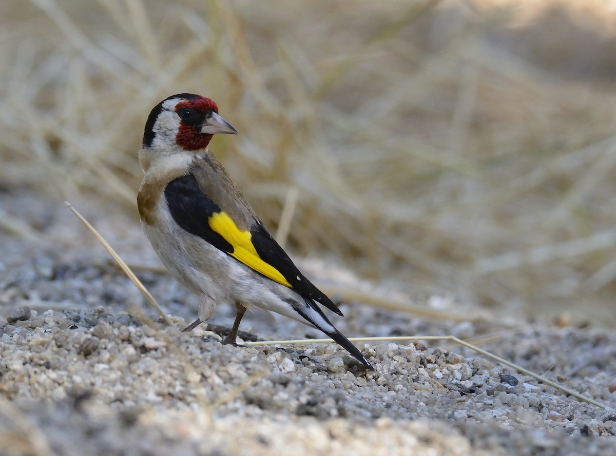 European Goldfinch - Carlos Alberto Ramírez