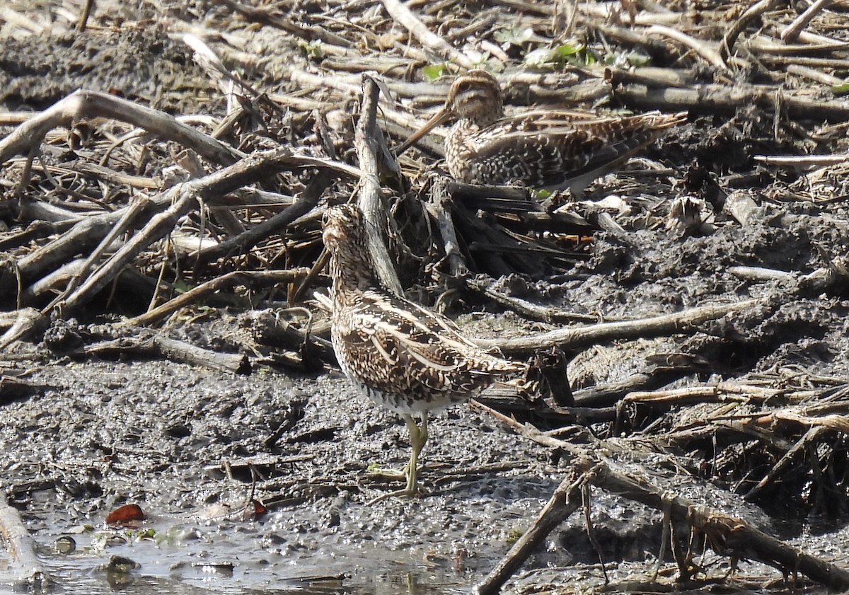 Wilson's Snipe - ML323640891