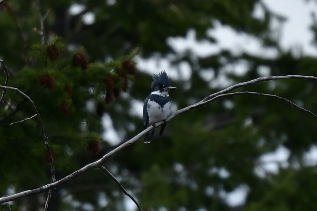 Belted Kingfisher - ML323641221