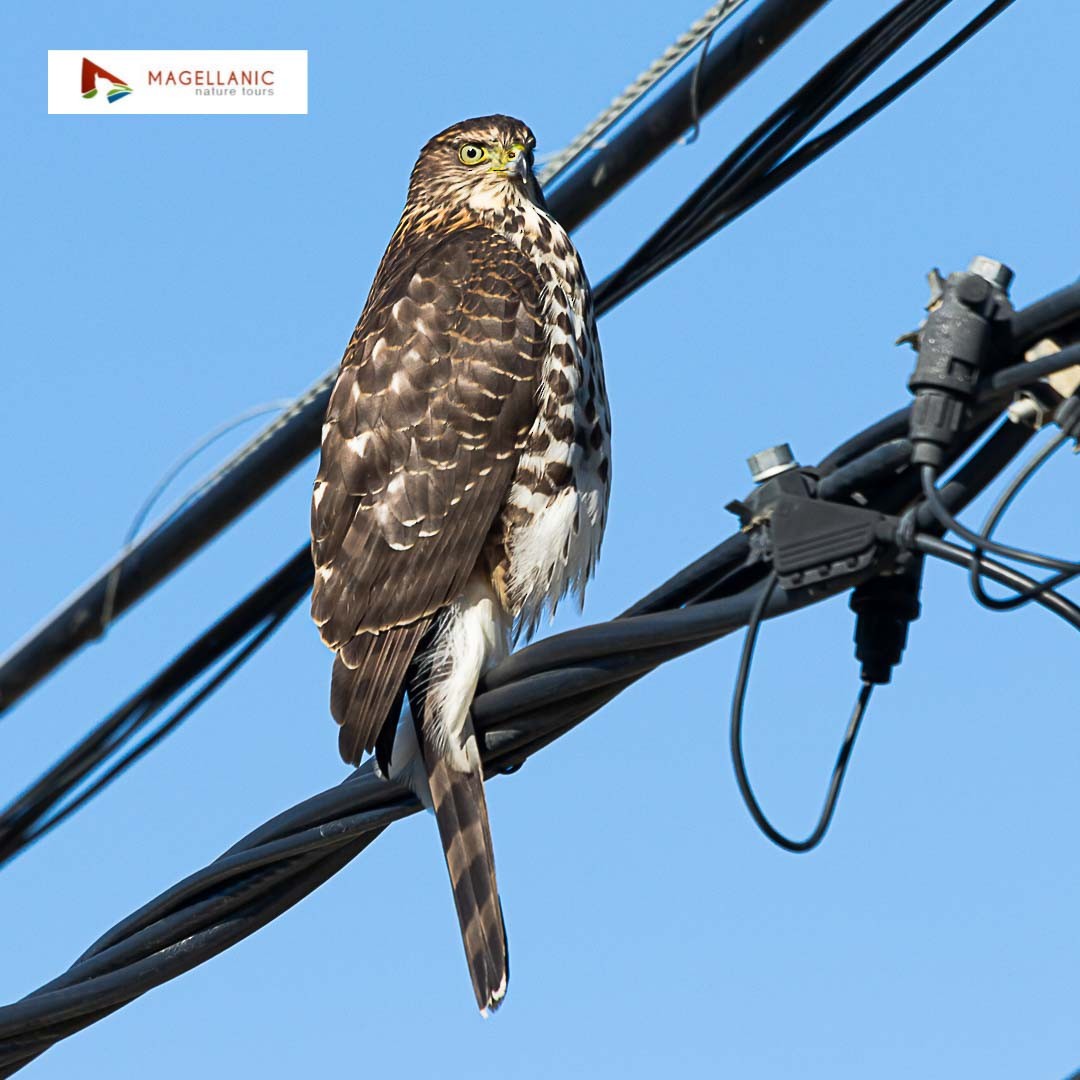 Chilean Hawk - Marcelo de Cruz