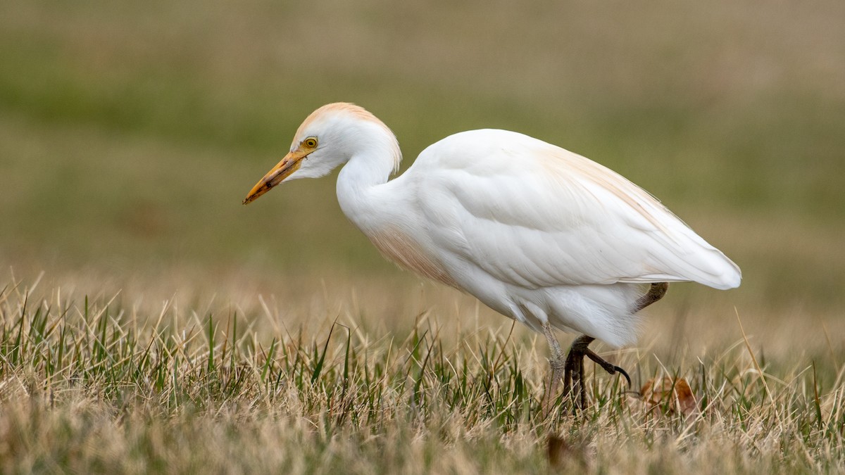 Western Cattle Egret - ML323642351