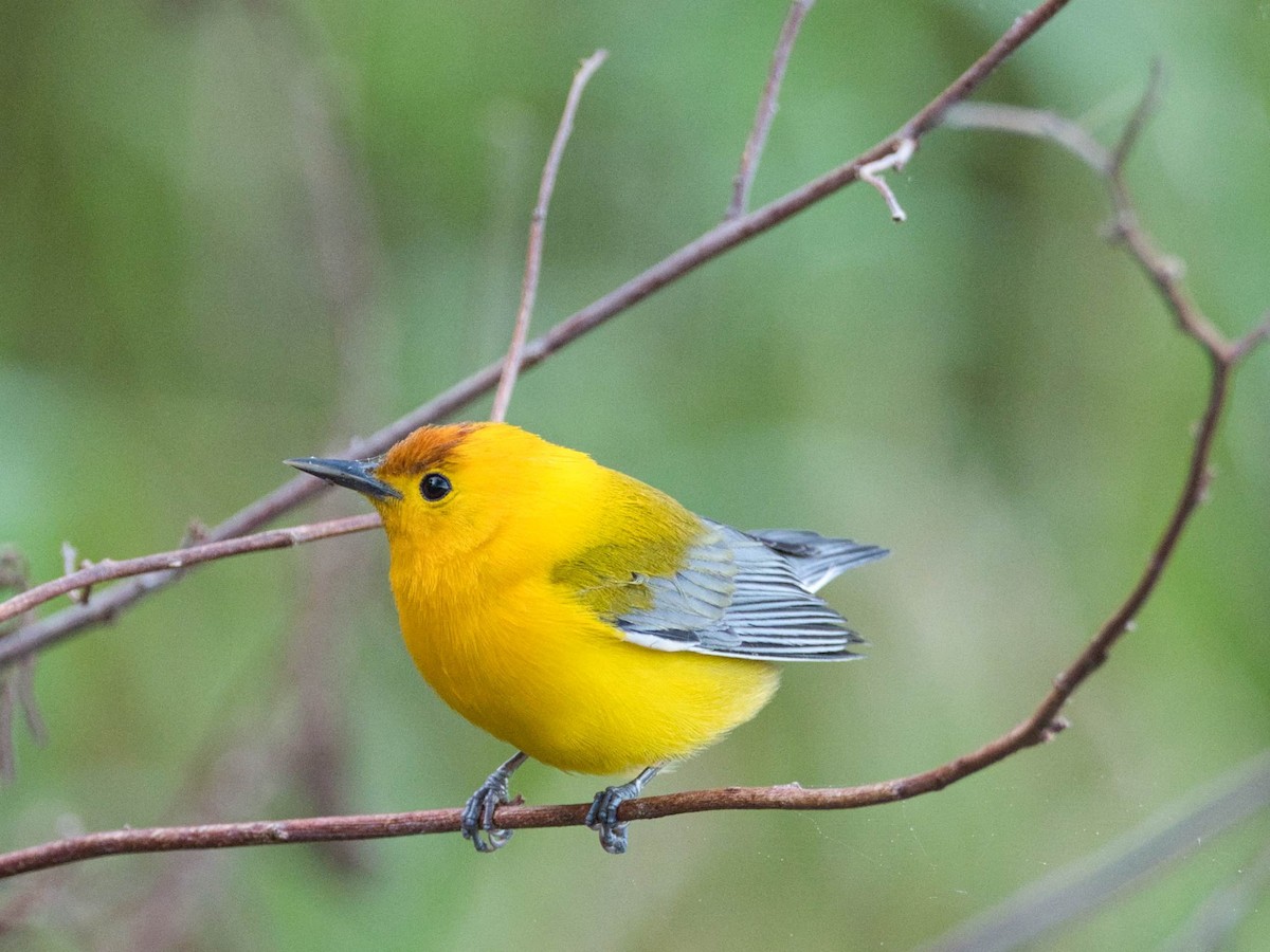 Prothonotary Warbler - ML323643591