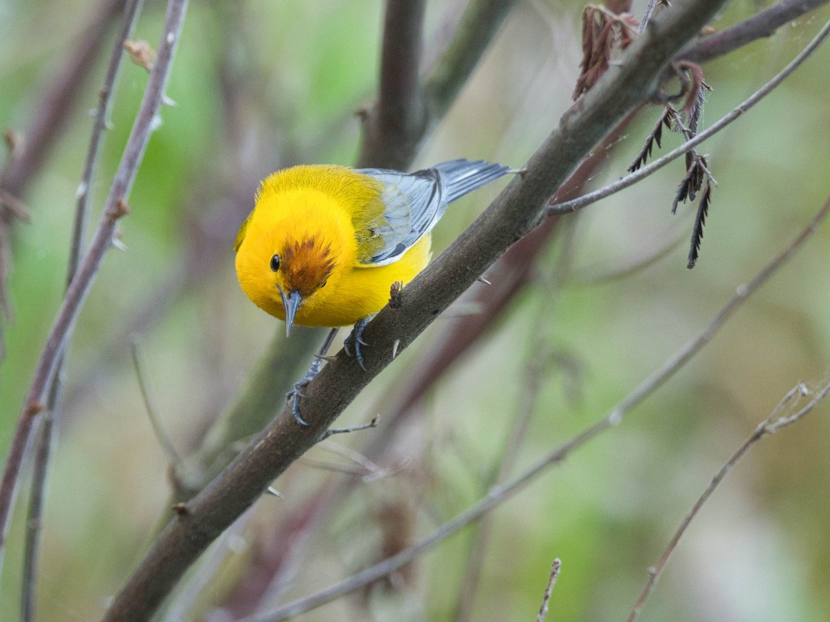 Prothonotary Warbler - ML323643611
