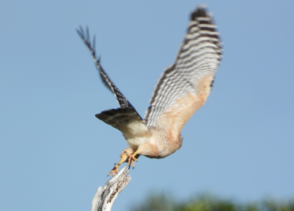 Red-shouldered Hawk - ML323645111