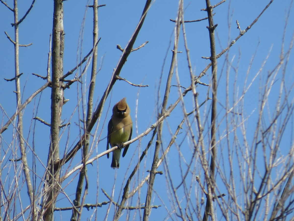 Cedar Waxwing - ML32364521