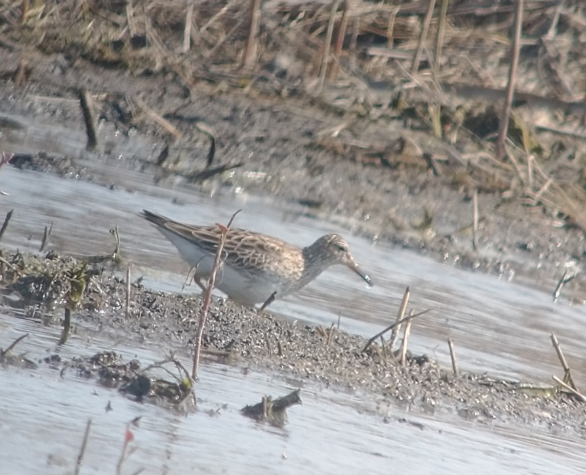 Pectoral Sandpiper - ML323645491