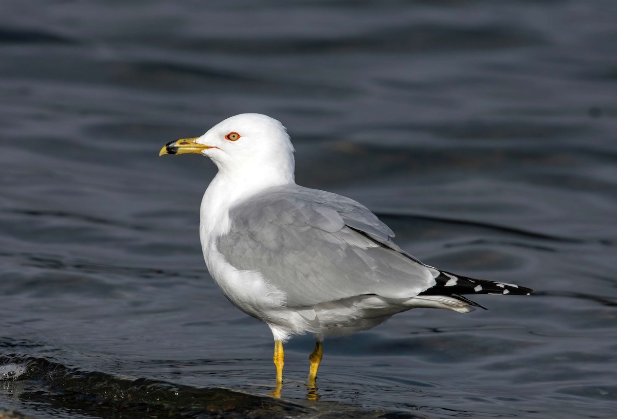 Ring-billed Gull - ML323645591