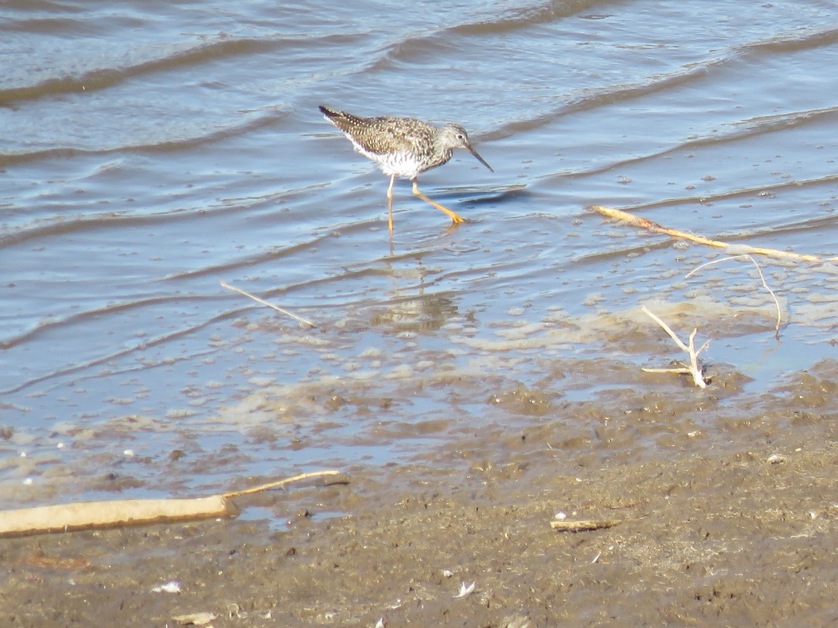 Greater Yellowlegs - ML323645691