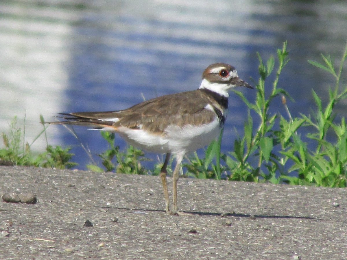 Killdeer - ML32364611