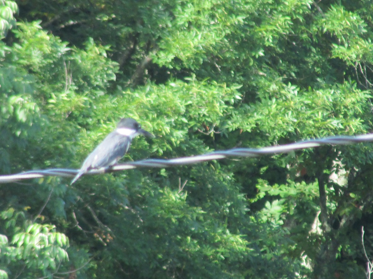 Belted Kingfisher - ML32364641