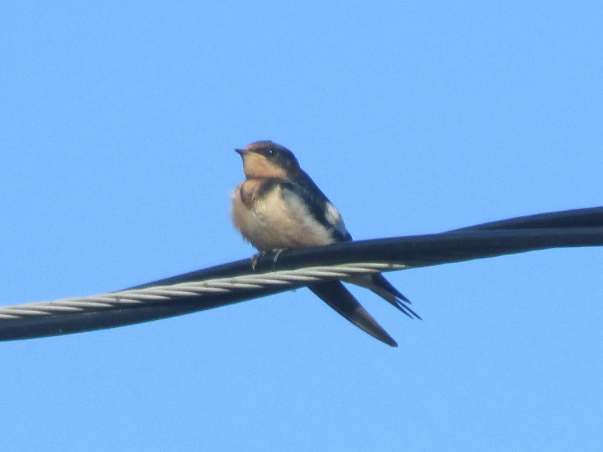 Barn Swallow - ML32364651