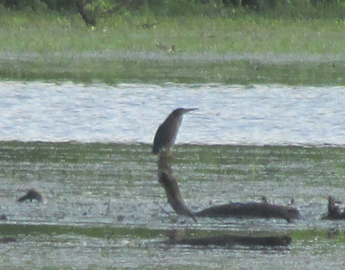 Green Heron - ML32364661