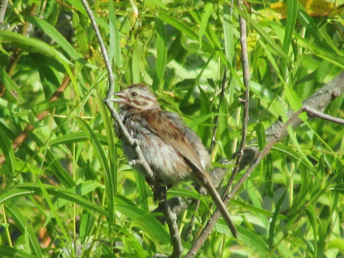 Song Sparrow - ML32364691