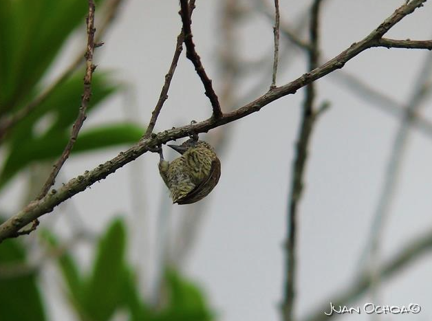 Lafresnaye's Piculet - ML323647391